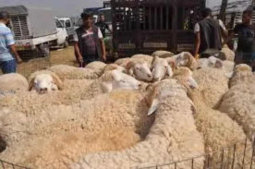 تصاعد الإقبال على سوق الغنم في عتق بمحافظة شبوة استعداداً لعيد الأضحى